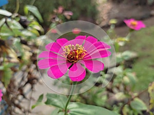 pink shoe flower