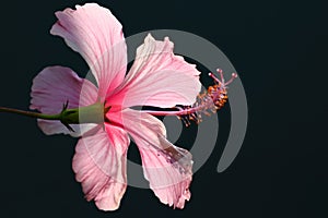 pink Shoe flower, Hibiscus, Chinese rose on dark background