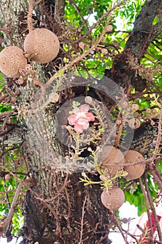 Pink shorea robusta blossom hanging on cannonball tree branch in temple background