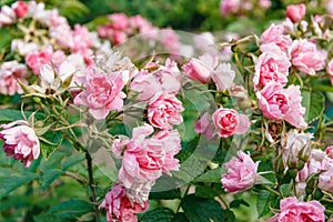 Pink shrub roses bloom in the garden