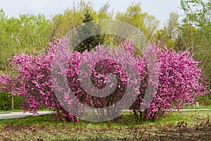 Pink shrubby cherry flower Prunus triloba in spring