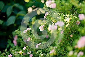 Pink shrubby cinquefoil (Pentaphylloides fruticosa) blooming in the garden on summer day photo