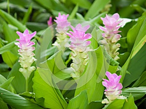 Pink Siam tulip