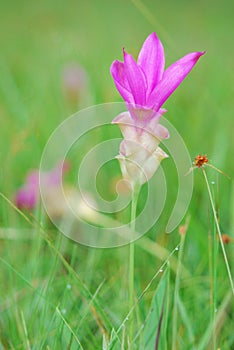 Pink Siam Tulip