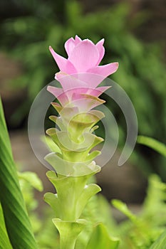 Pink Siam Tulip