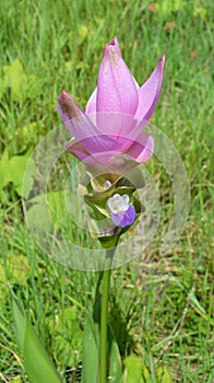 Pink Siam Tulip