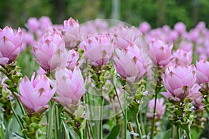 Pink Siam tulip