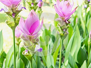 Pink Siam tulip