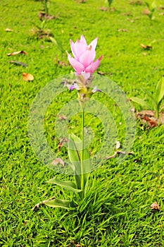 Pink Siam Tulip