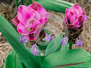 Pink Siam Tulip or Curcuma sessilis flower in Thailand