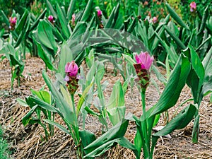 Pink Siam Tulip or Curcuma sessilis flower in Thailand Curcuma sessilis Gage, Curcuma aeruqinosa Roxb