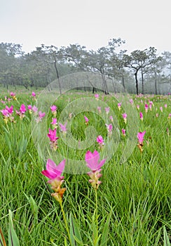 Pink Siam Tulip field