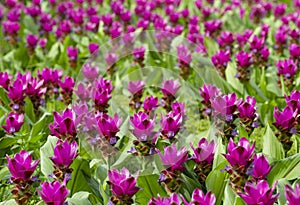 Pink Siam tulip flower