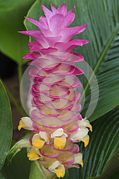 Pink siam tulip flower