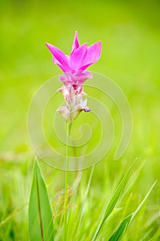 Pink siam tulip flower