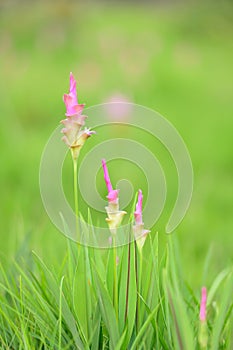 Pink siam tulip flower