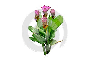 Pink Siam tulip flower or Curcuma alismatifolia