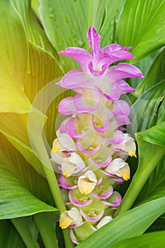 Pink siam tulip flower (Curcuma alismatifolia Gagnep )