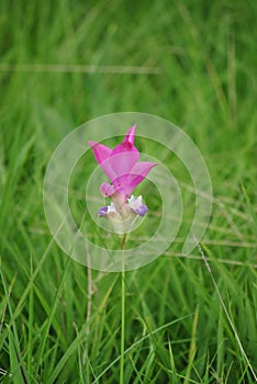 Pink Siam tulip flower on green grass background