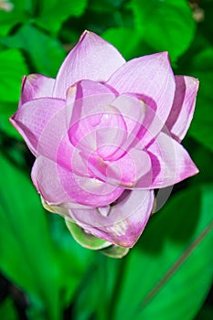 Pink siam tulip flower with green leaves