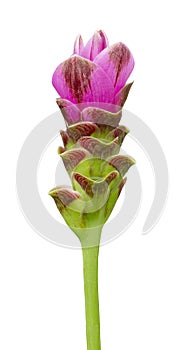 Pink Siam tulip flower isolated