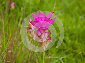 Pink siam tulip flower in meadow