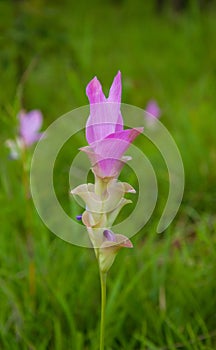 Pink siam tulip flower in meadow