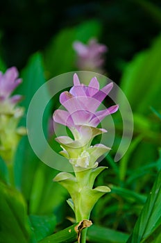 Pink siam tulip flower in meadow