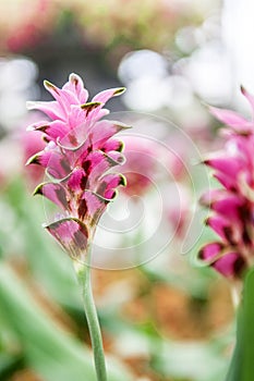 Pink Siam tulip flower, Summer tulip, Curcuma alismatifolia