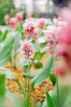 Pink Siam tulip flower, Summer tulip, Curcuma alismatifolia