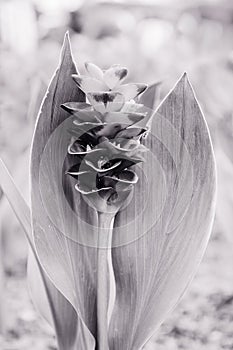 Pink Siam tulip flower, Summer tulip, Curcuma alismatifolia