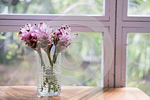 pink siam tulip flower in vase on wood table near window. decoration and interior