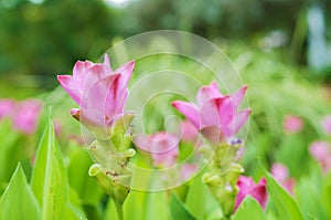 Pink Siam Tulip in garden