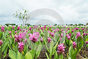 Pink Siam Tulip (Patumma) flower garden in cloudy day