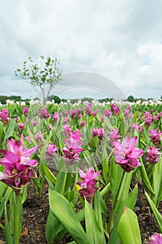 Pink Siam Tulip (Patumma) flower garden in cloudy day