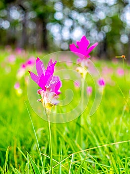 Pink Siam tulip surrounded with green field