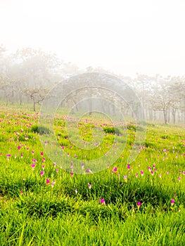 Pink Siam tulip surrounded with green field in Thailand