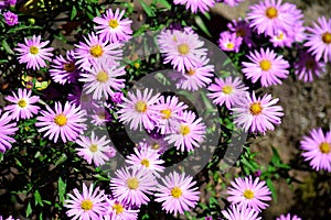 Pink Siberian Aster Tataricus Floral