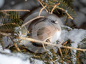 Pink-sided Junco