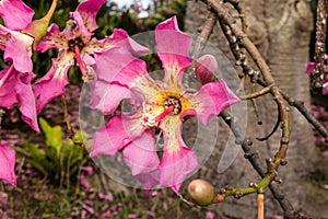 Pink silk floss tree flowers in bloom