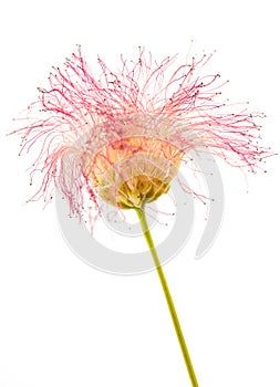 Pink silk tree flower