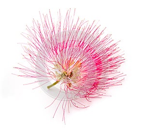 Pink silk tree flower