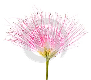 Pink silk tree flower