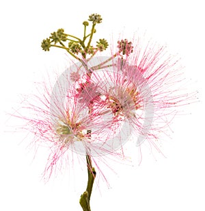Pink silk tree flowers