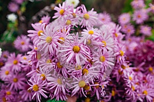 Pink single chrysanthemums variety grow in October garden. Fall flowers in blossom. Mums bloom on flowerborder