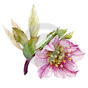 Pink single hellebore flower in the full bloom with green leaves watercolor illustration. Beautiful tender spring and winter bloom