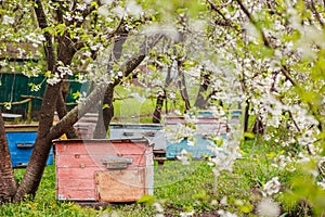 Pink single-hull ediary is given on apiary in spring. Hives in flowering garden in Ukraine in April. first honey pickings and
