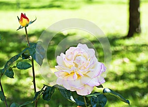 Pink single rose blossom in garden