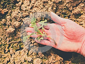 Pink skin hand yanks a small oilseed plant from wet humus clay. Man check quality photo