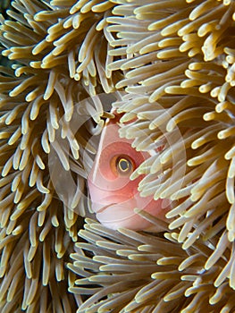 Pink skunk clownfish